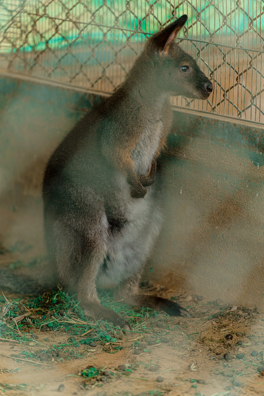 a kangaroo standing on its hind legs in a cage