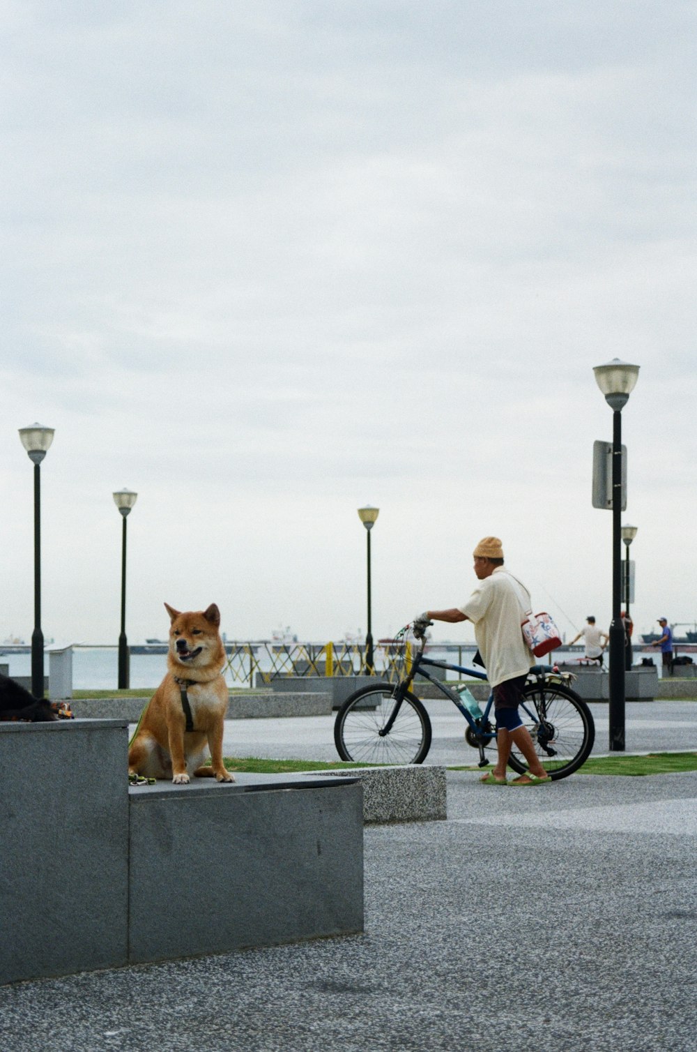a dog sitting on a cement block next to a person on a bike