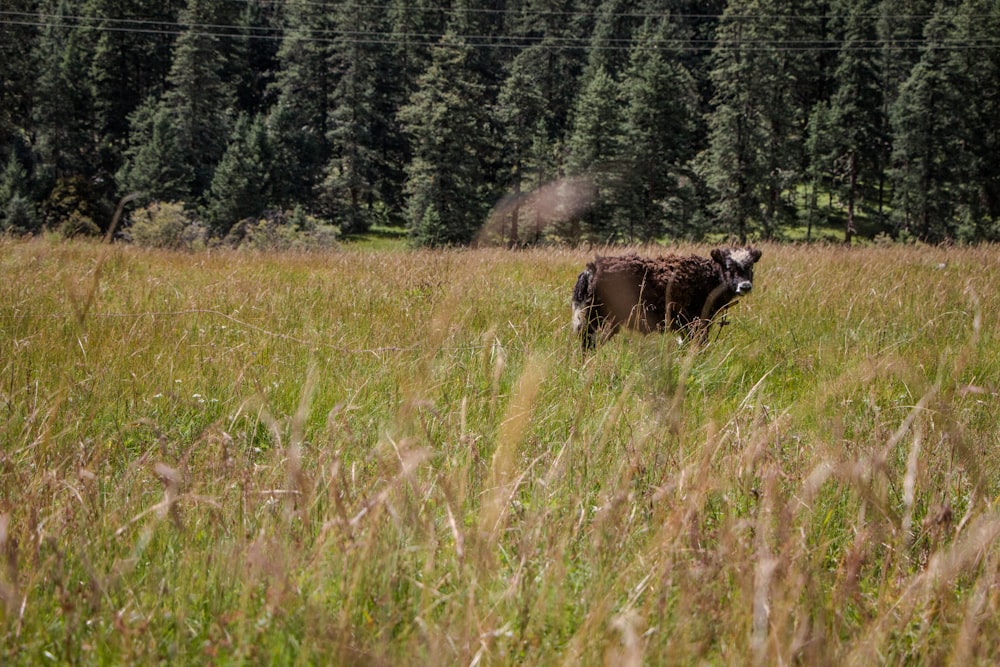 a cow standing in a field of tall grass