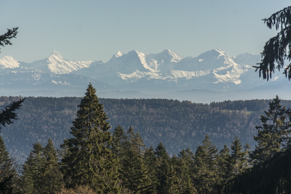 a view of a mountain range with trees in the foreground