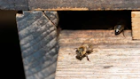 Close-up of a bee hive nestled in a challenging wall cavity before removal