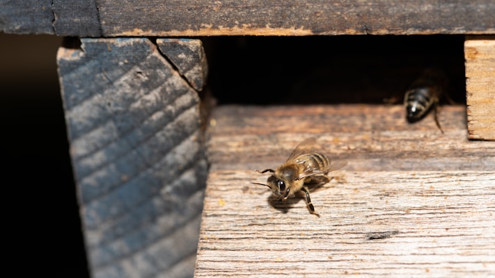 A close-up of bees near the entrance of a wooden beehive, with one bee prominently in the foreground and another partially visible in the background.