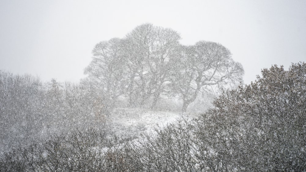 a group of trees covered in snow on a snowy day