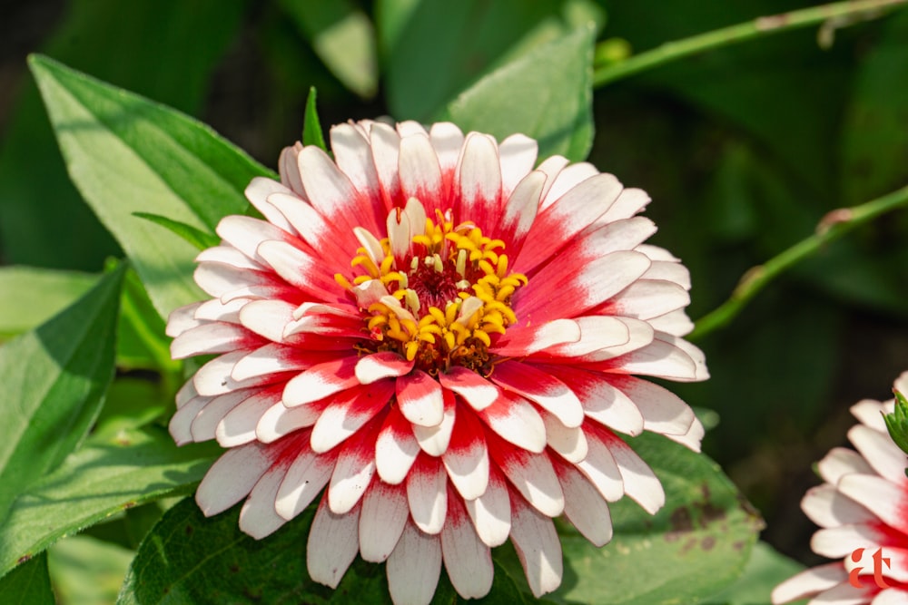 a white and red flower with green leaves