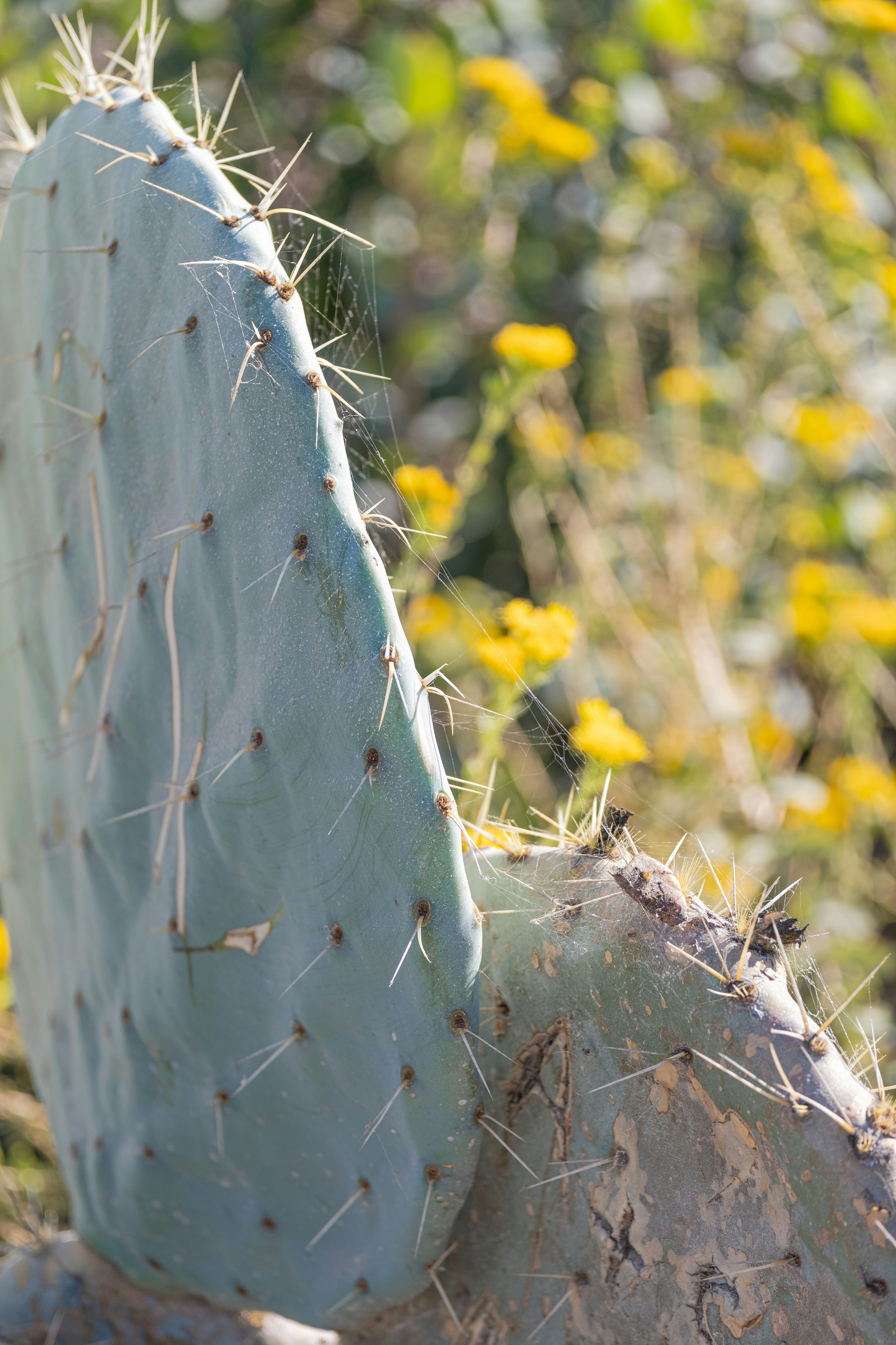 Photo by cestmoisheedy