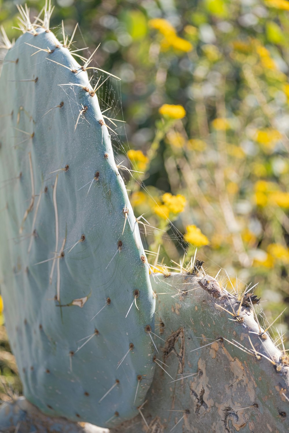 a cactus in a field of yellow flowers