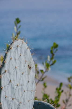 A prickly pear cactus plant with flat, oval-shaped pads and sharp spines is shown in the foreground. In the background, an out-of-focus view of the sea with gentle waves and some greenery is visible.