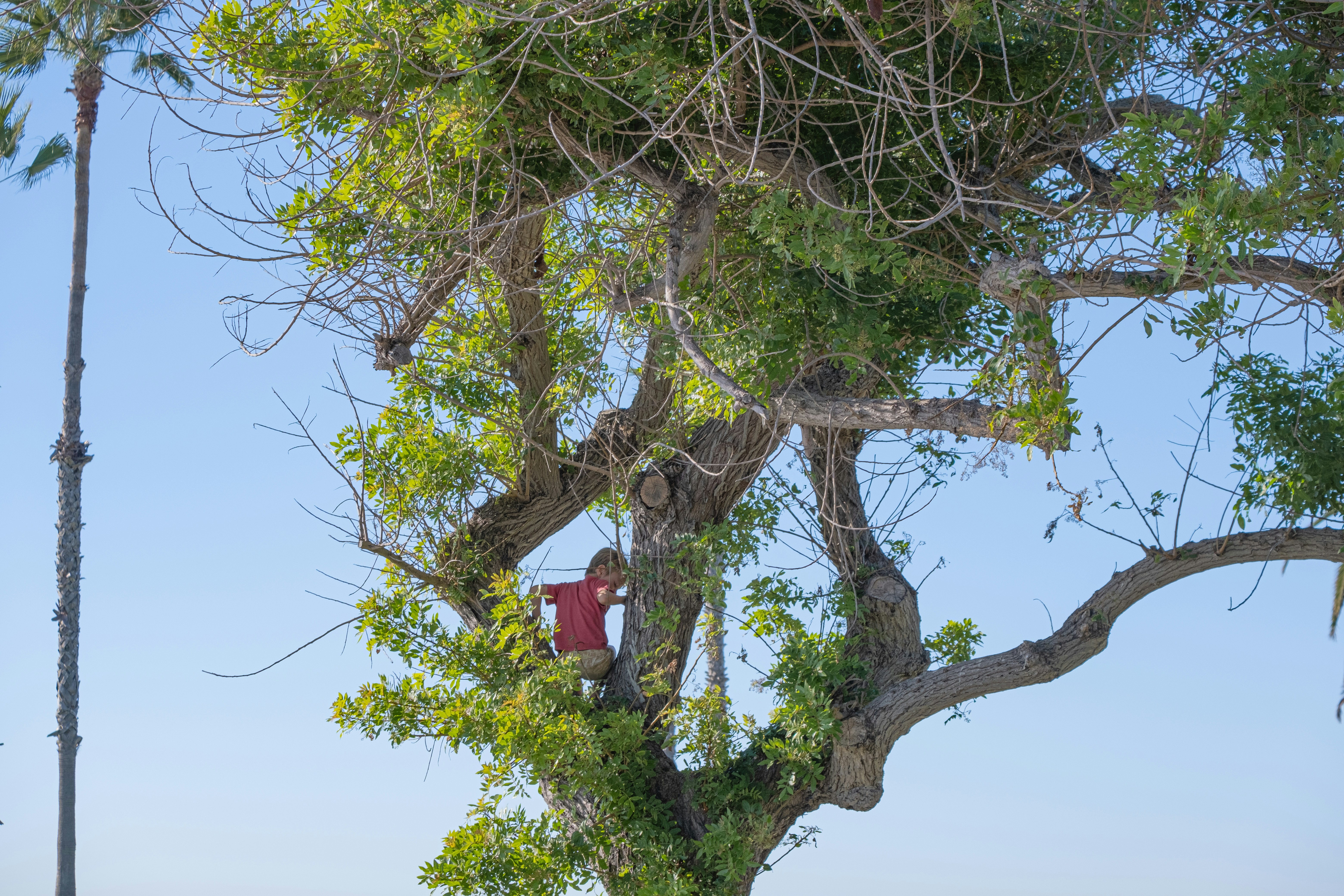 Local arborist working in a neighborhood tree