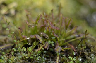 A close-up of a lush green plant leaf with morning dew drops.