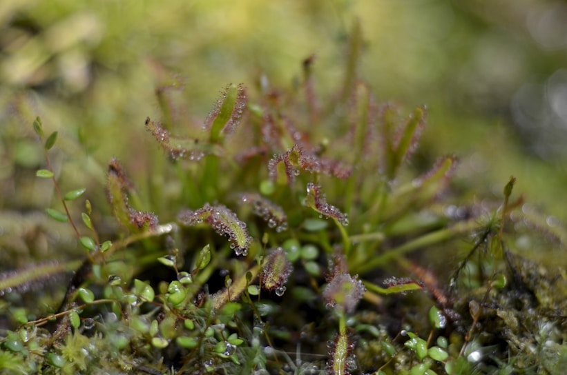 A close-up of vibrant plant leaves with dew drops.