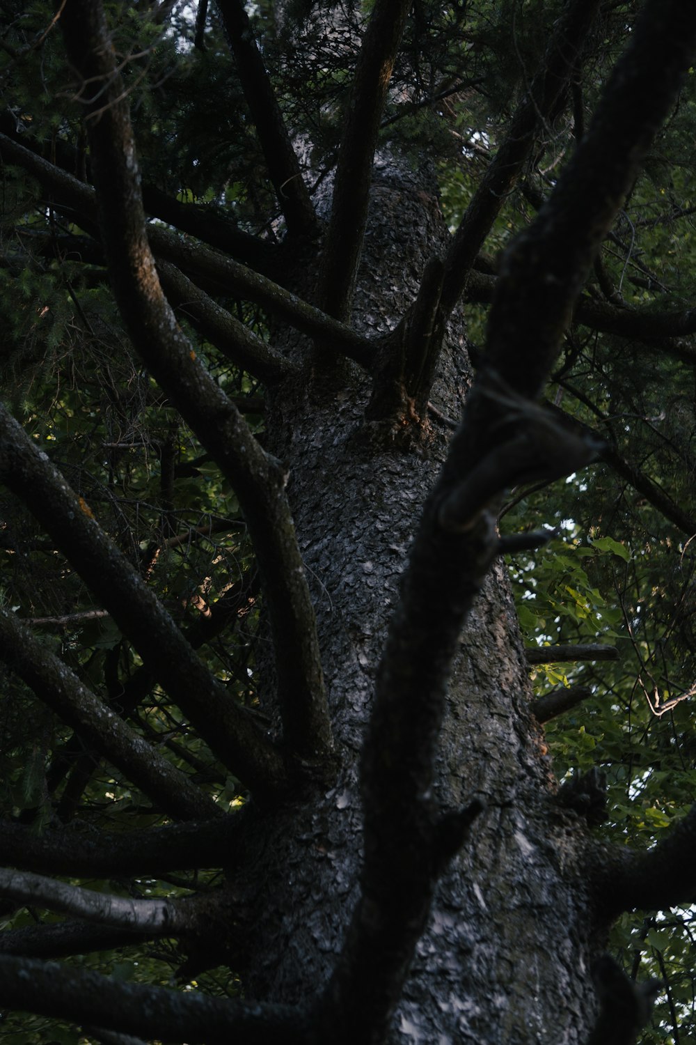 a bear climbing up a tree in a forest