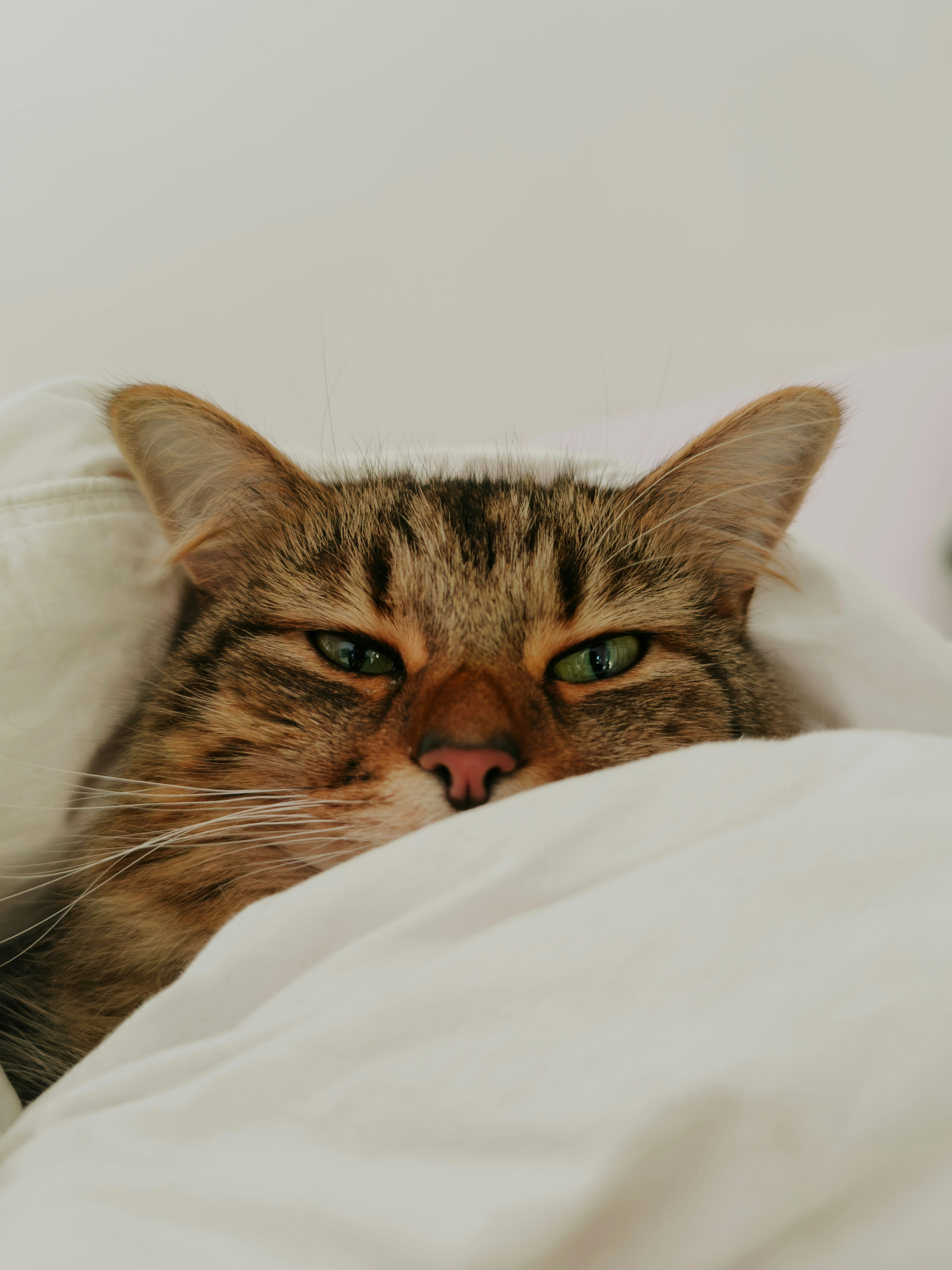 Seeking Solace: Comfort Behaviors (image credits: unsplash)