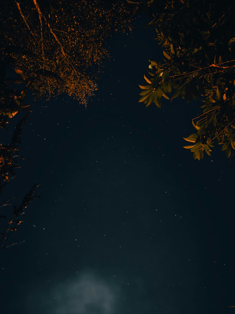 a night sky with stars and trees