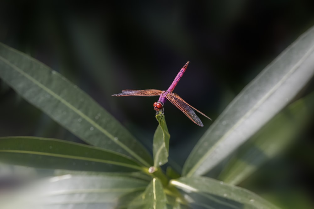 a red dragonfly sitting on top of a green leaf