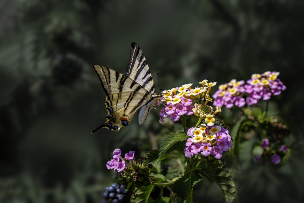 a butterfly flying over a bunch of flowers