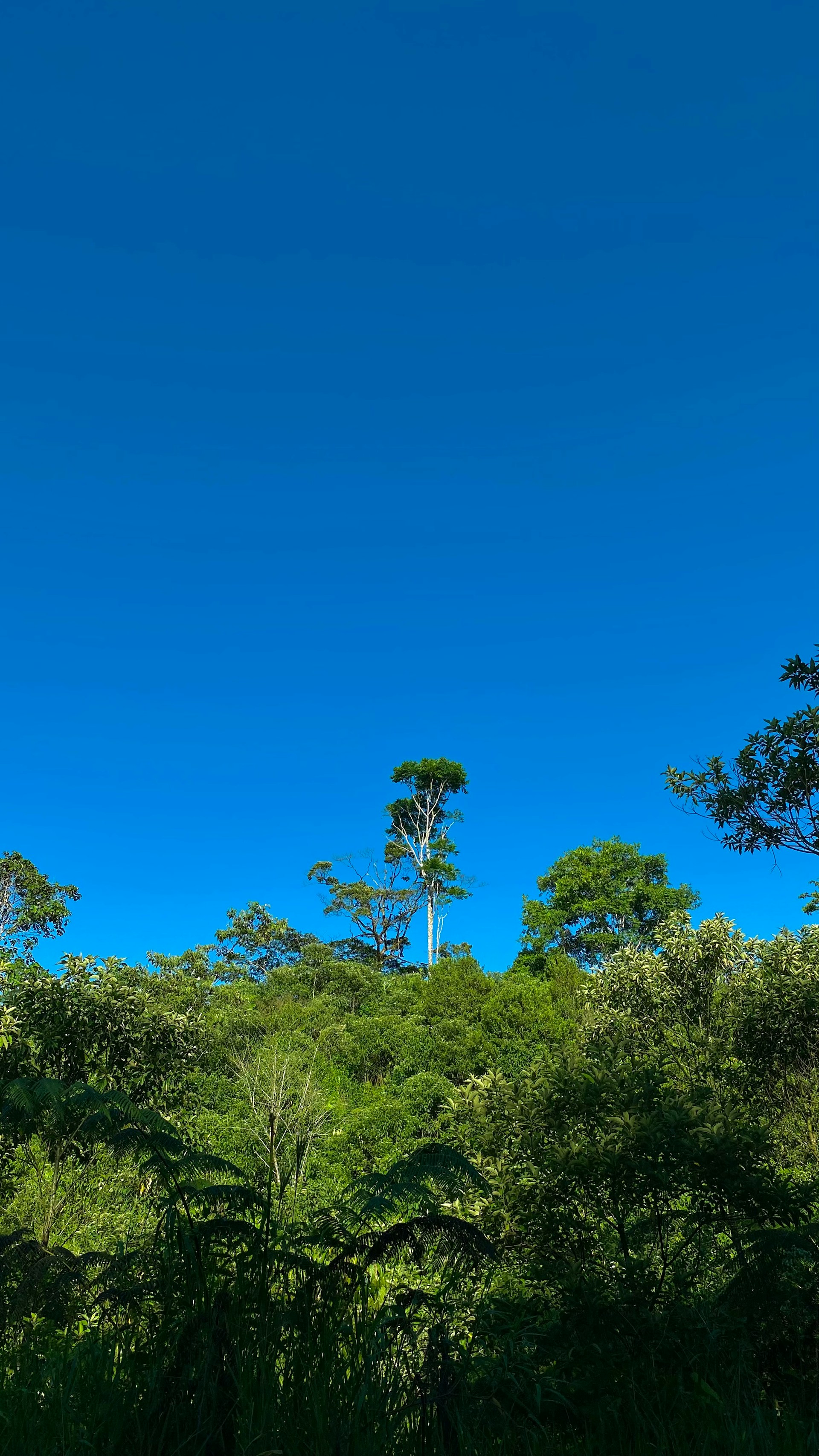 A serene forest scene showing the lush greenery of the Amazon, symbolizing natural beauty and vitality.
