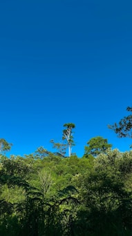 A vibrant, lush green forest with tall trees set against a backdrop of a bright blue sky. The scene conveys a sense of tranquility and natural beauty with various shades of green foliage covering the landscape.
