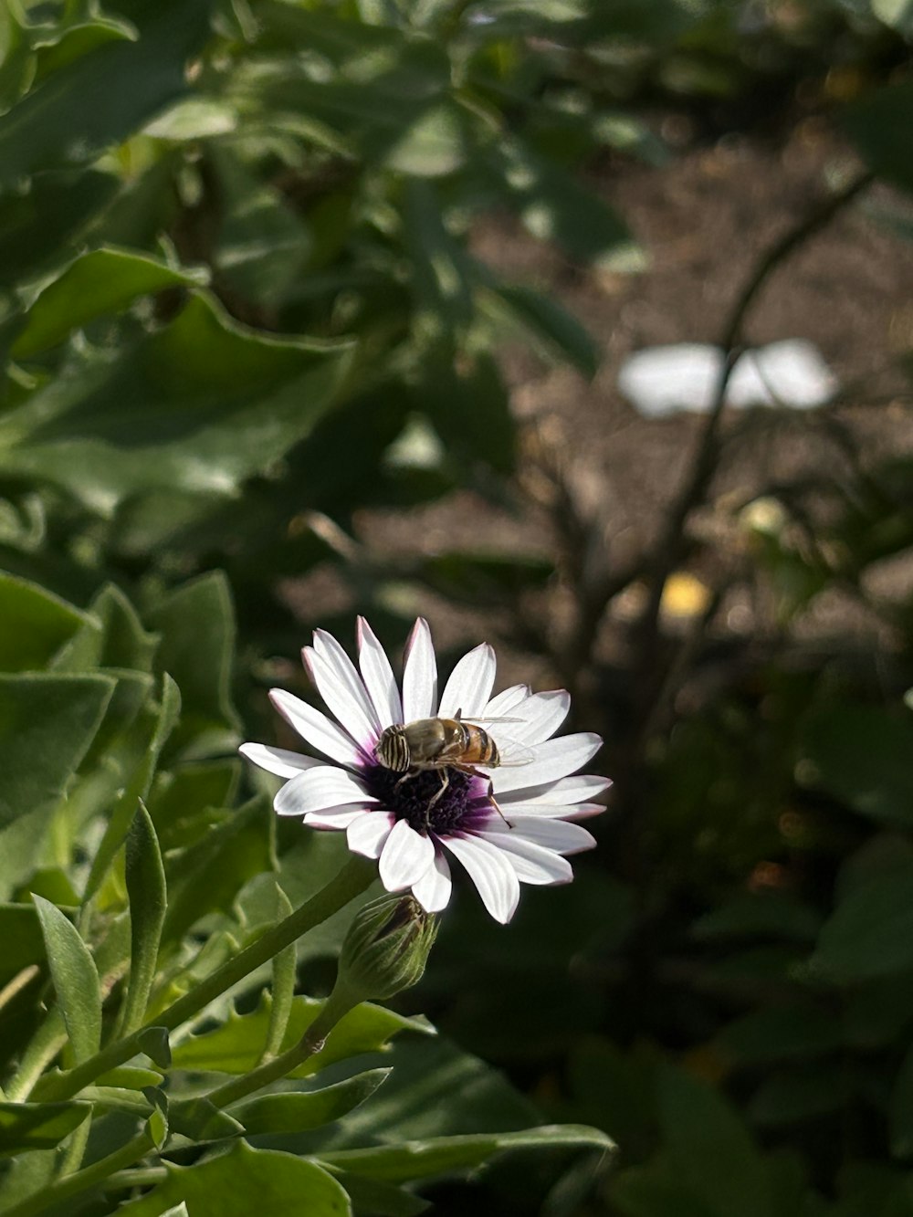 uma flor branca com uma abelha sentada sobre ela