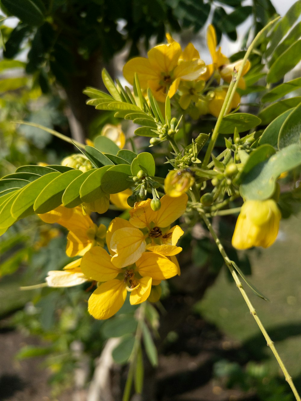 a close up of a tree with yellow flowers