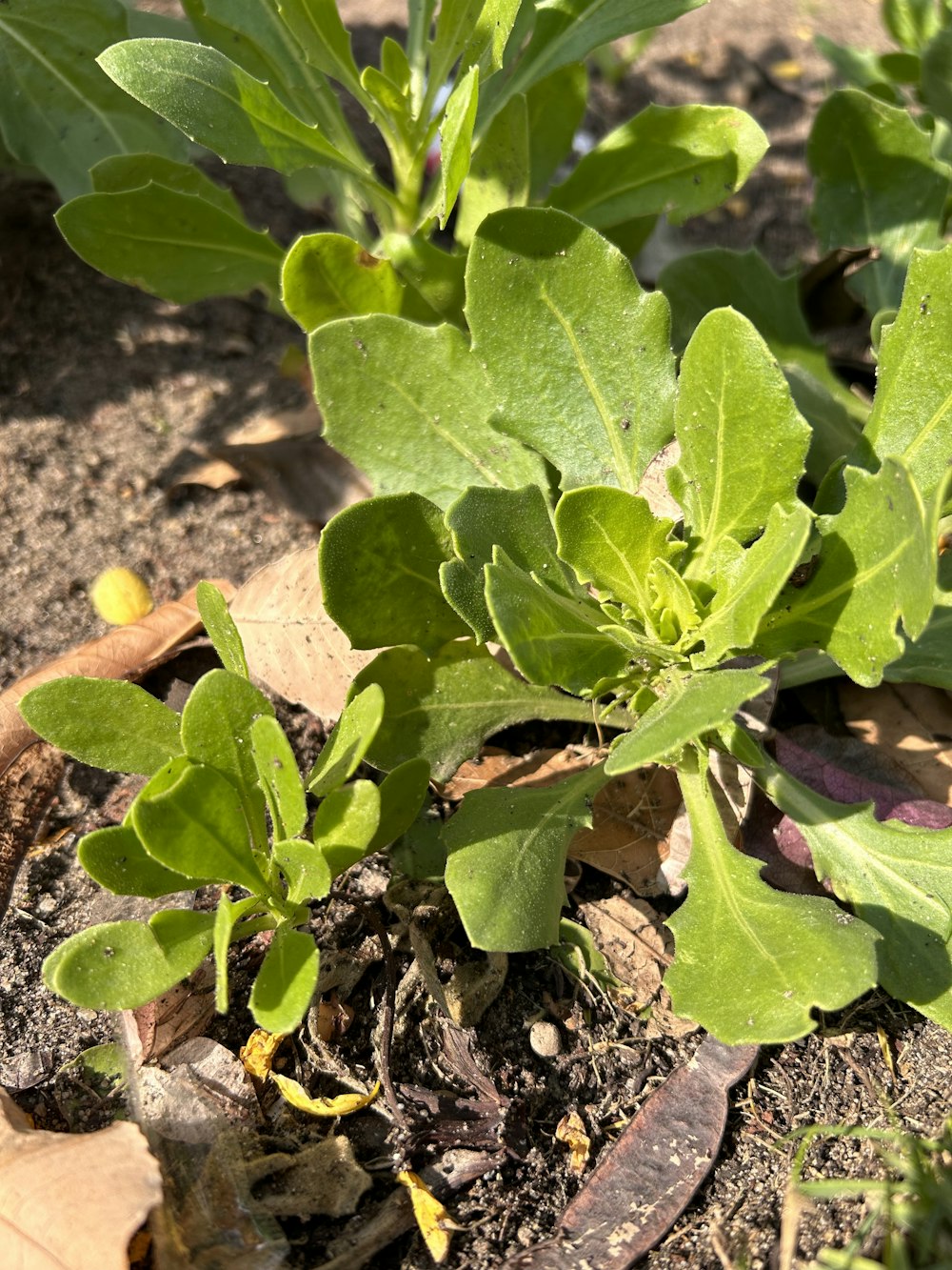 a close up of a plant in the dirt