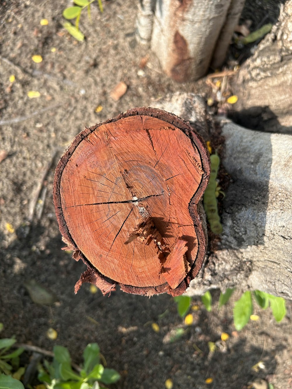 a close up of a tree stump on the ground