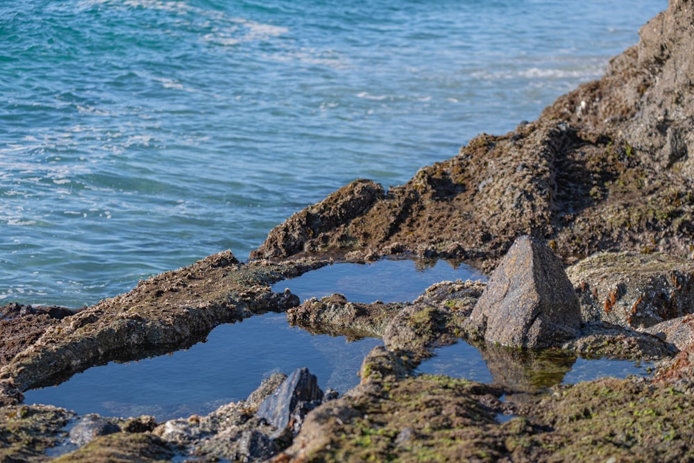 a bird sitting on a rock near the ocean