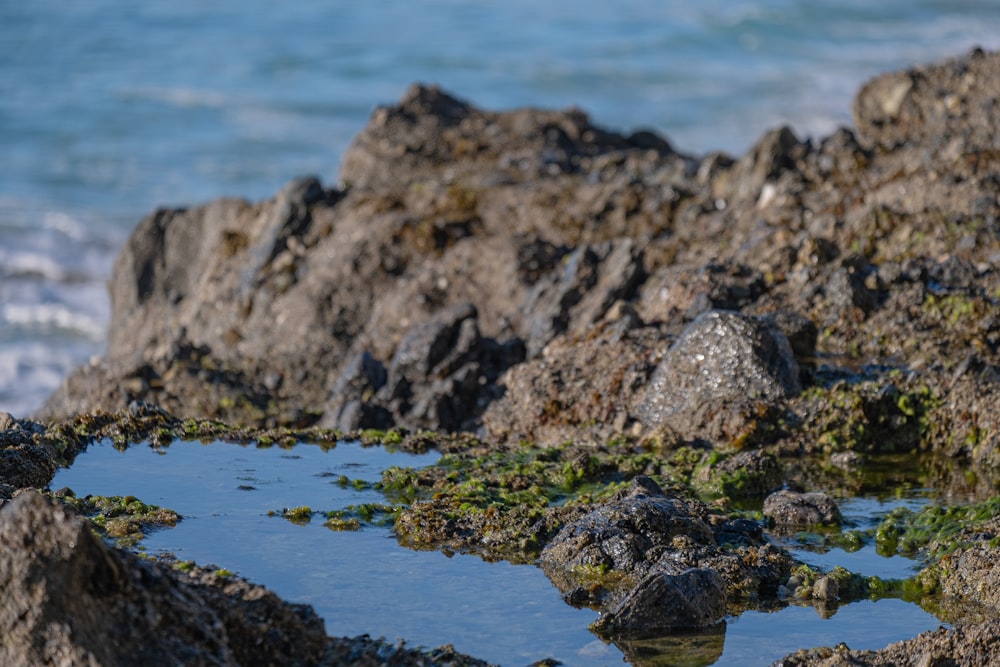 a bird standing on a rocky beach next to the ocean