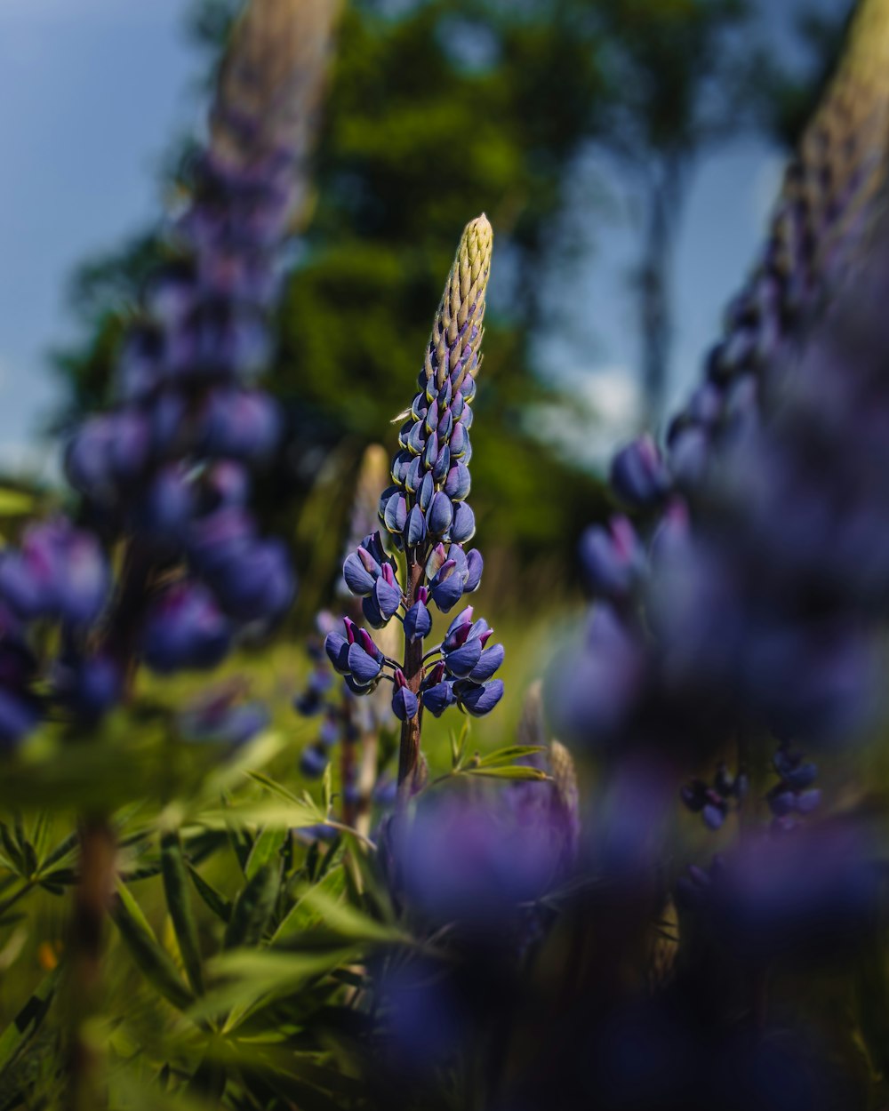 a field of purple flowers with trees in the background