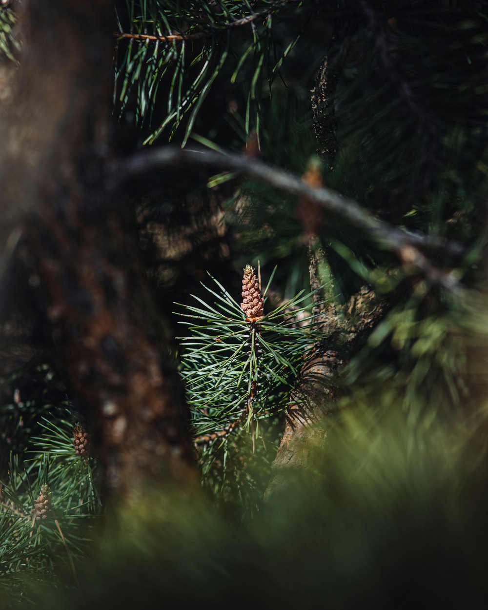 a pine cone sitting on top of a pine tree