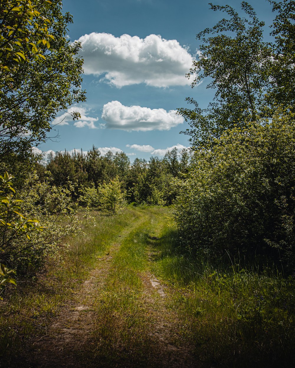 a dirt path in the middle of a forest