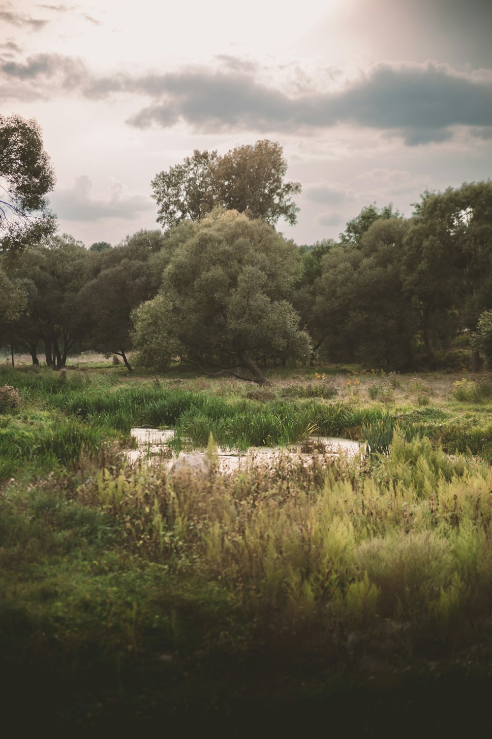 ein Feld mit Bäumen und ein Gewässer