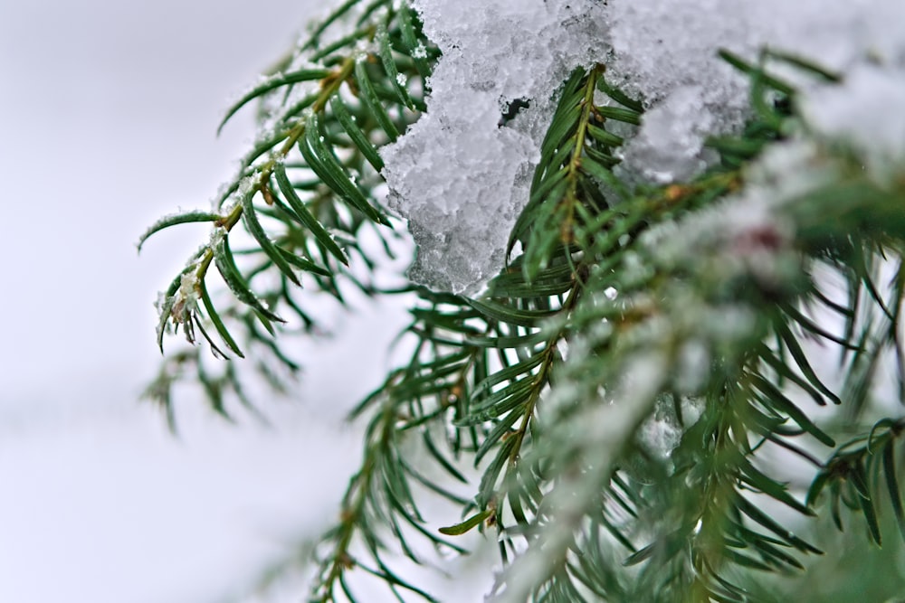 a close up of a pine tree with snow on it