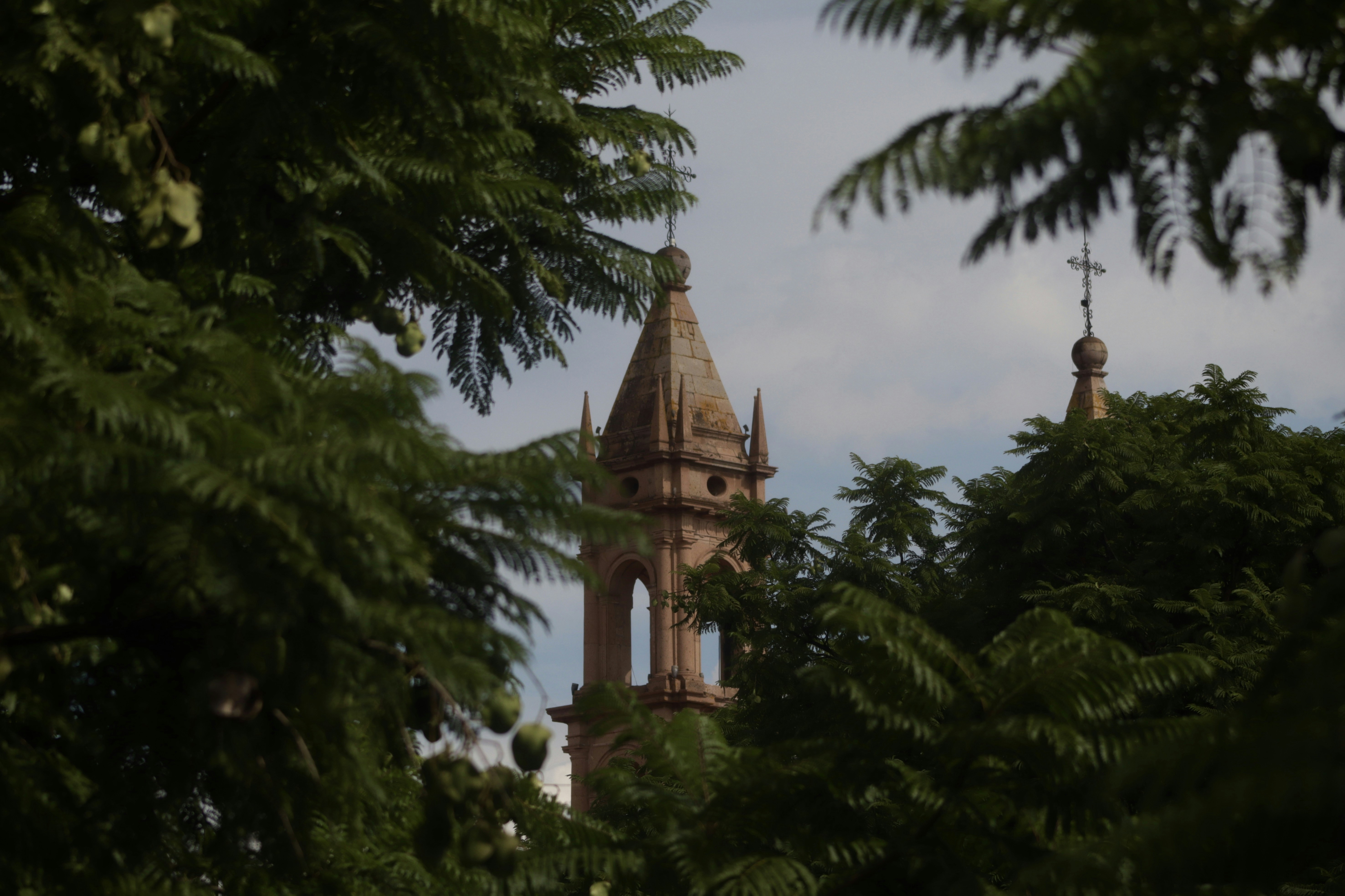 a clock tower is seen through the trees