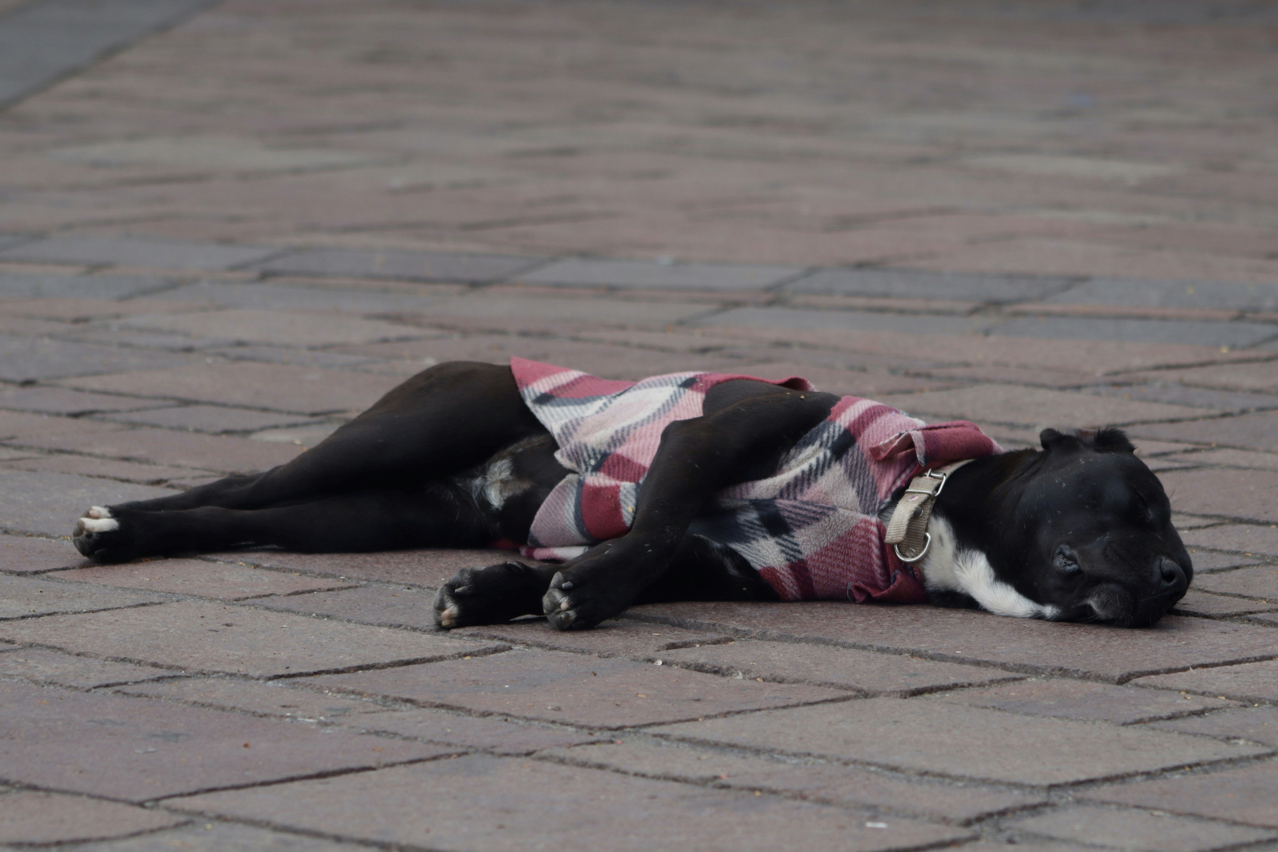 Exhausted dog representing morning fatigue