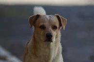 A happy dog with floppy ears looking directly at the camera.