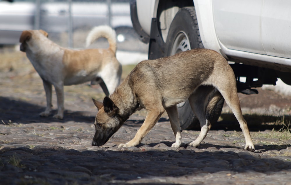 a couple of dogs standing next to a white truck