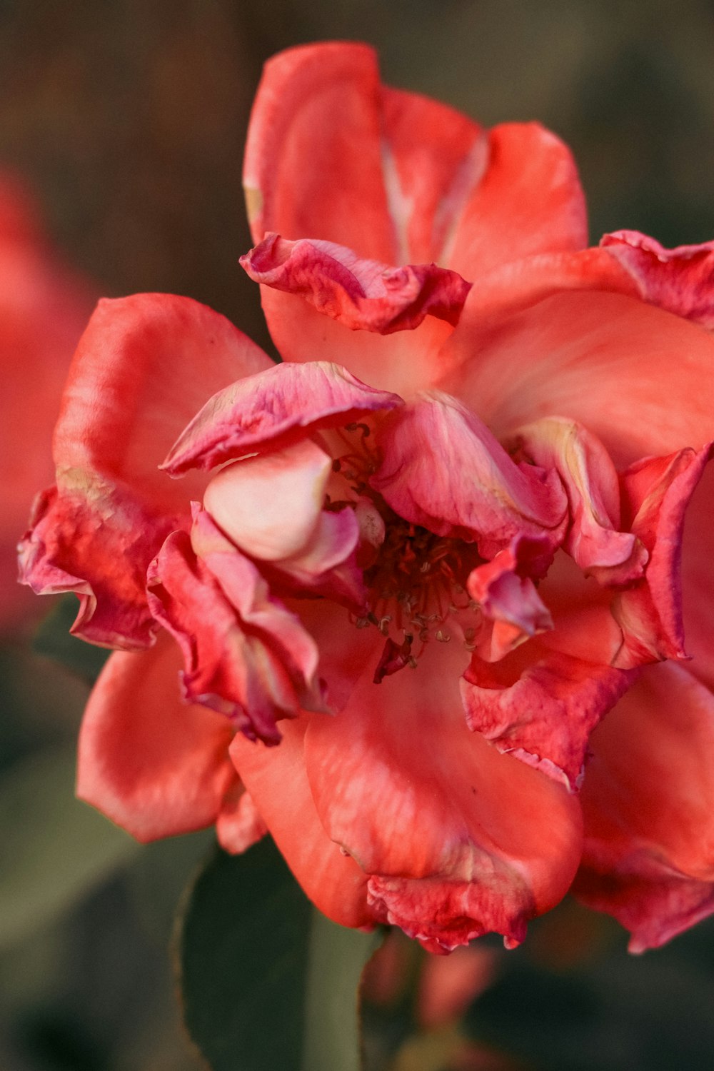 a close up of a red flower with green leaves