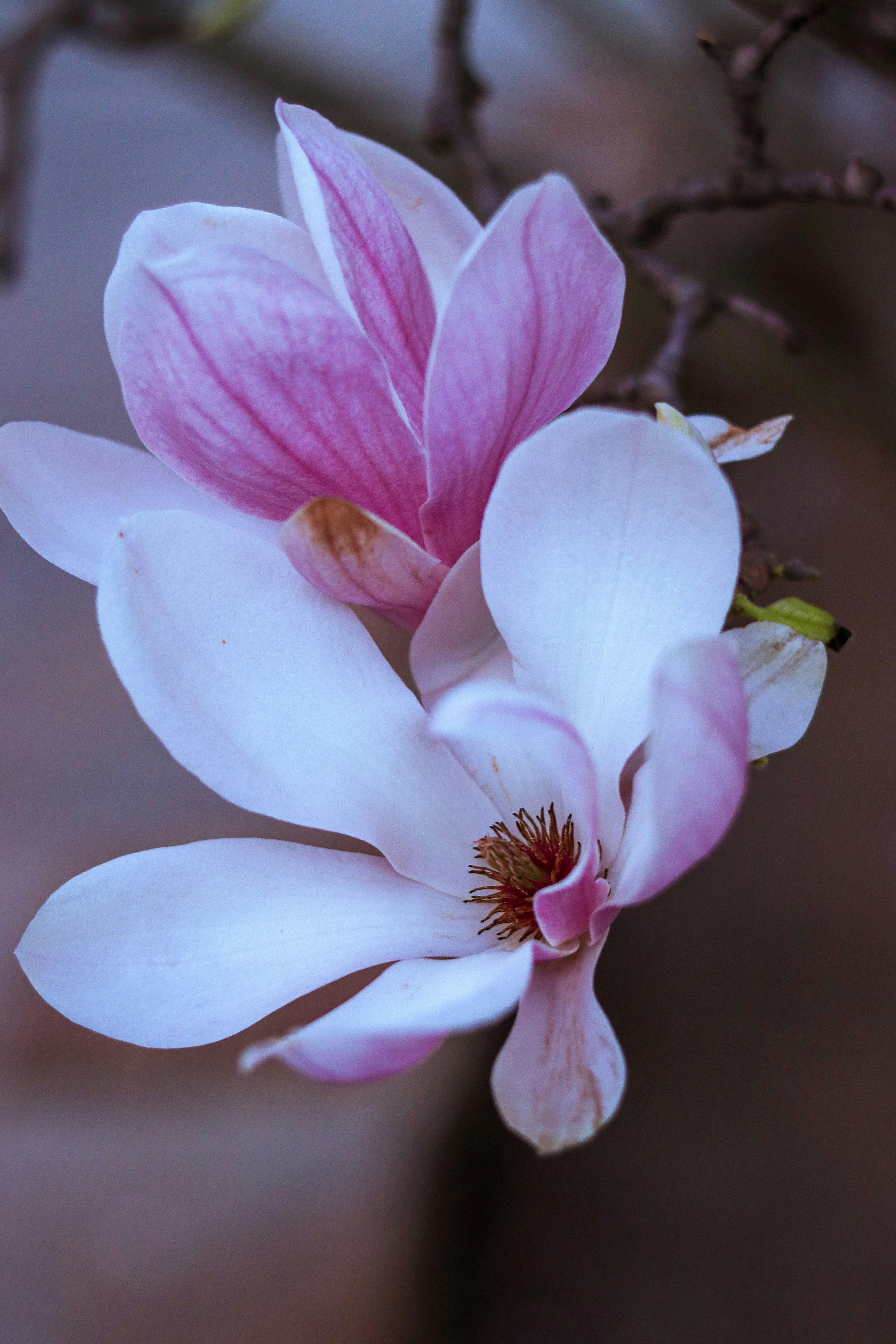 Photo by elena_cosarka