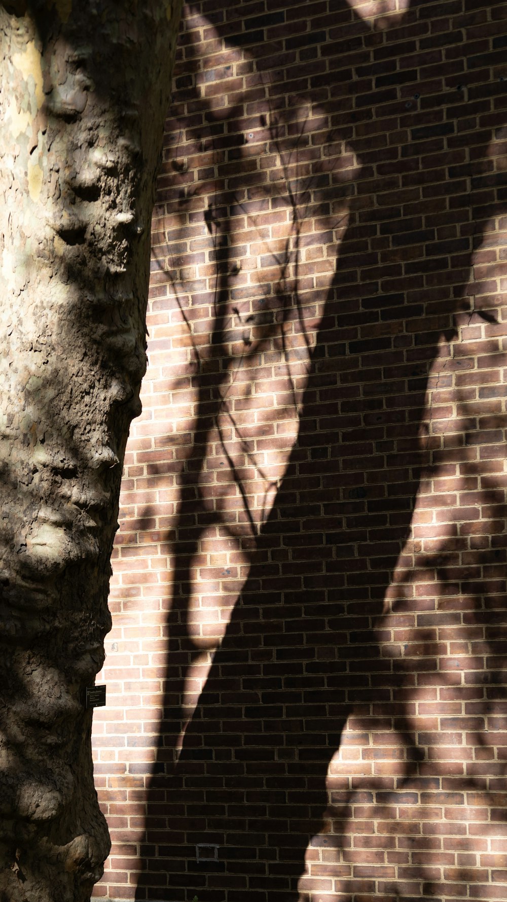 a shadow of a tree on a brick wall