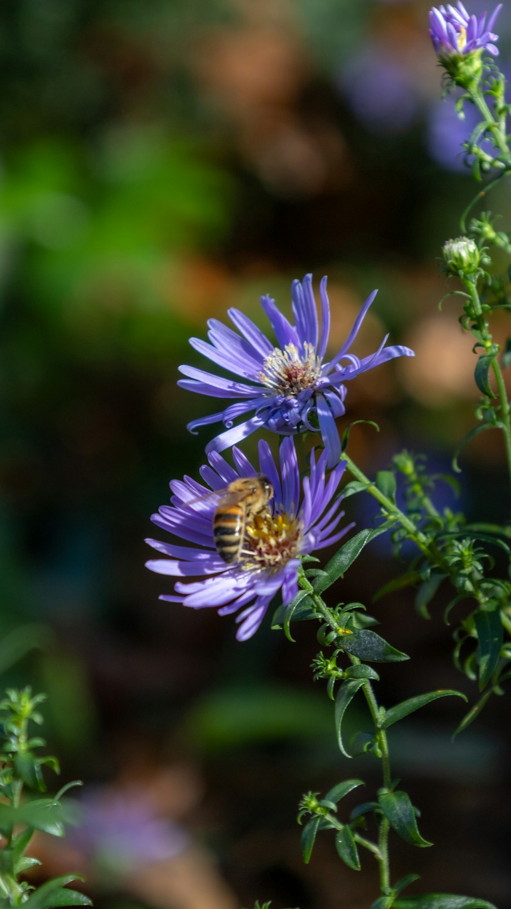 a bee is sitting on a purple flower