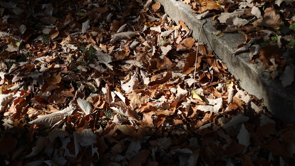 a bunch of leaves that are laying on the ground