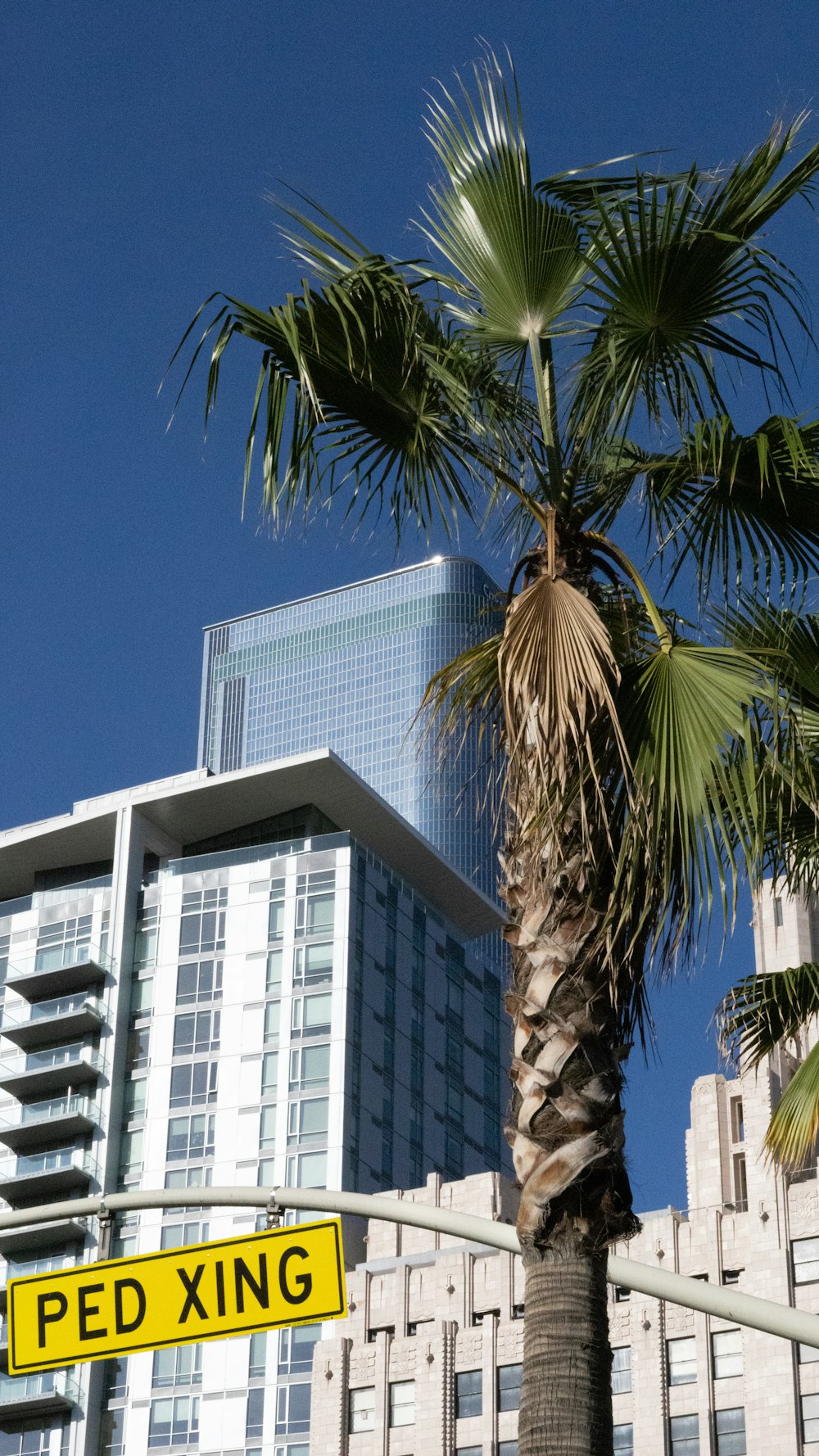 a palm tree with a building in the background