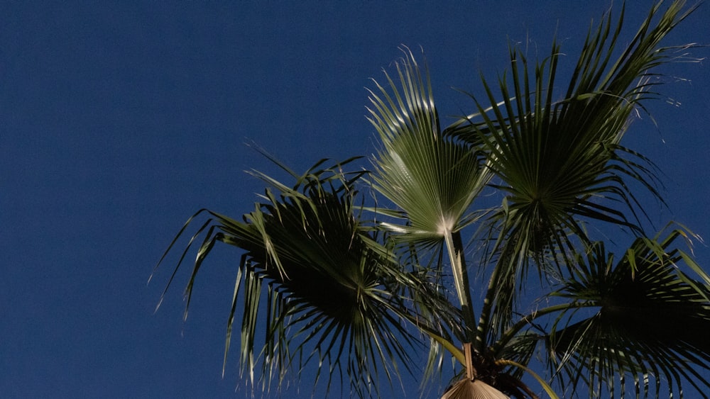 a palm tree with a blue sky in the background