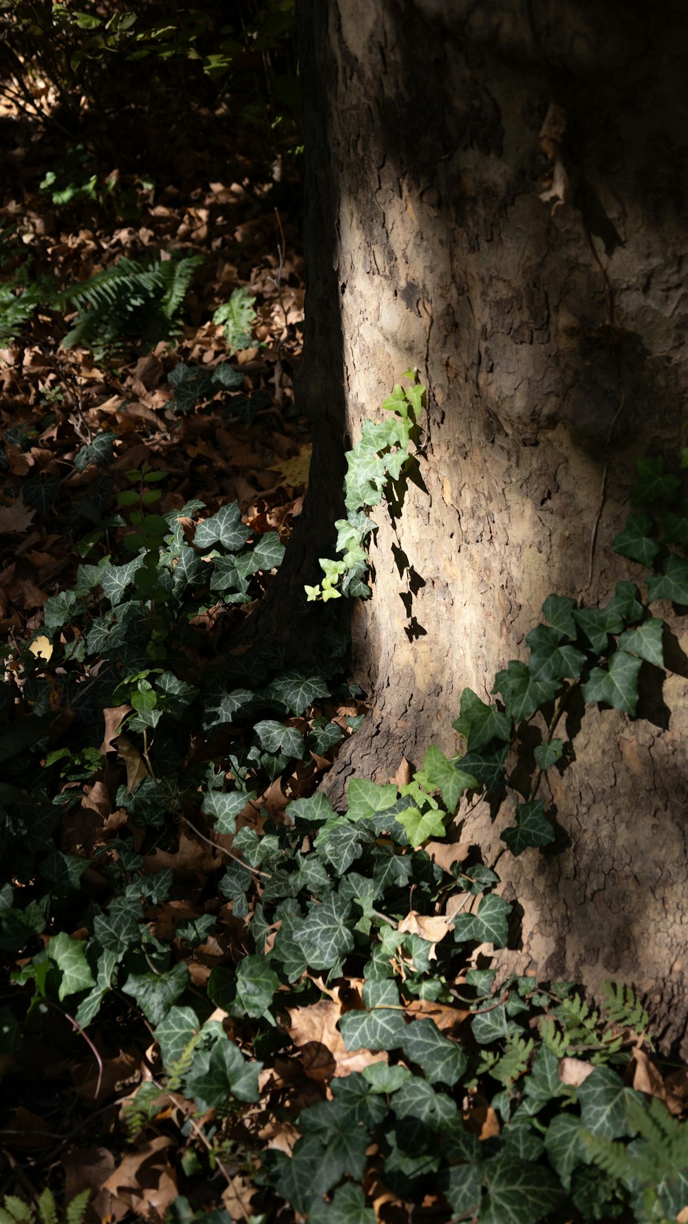 a tree that has some leaves on it