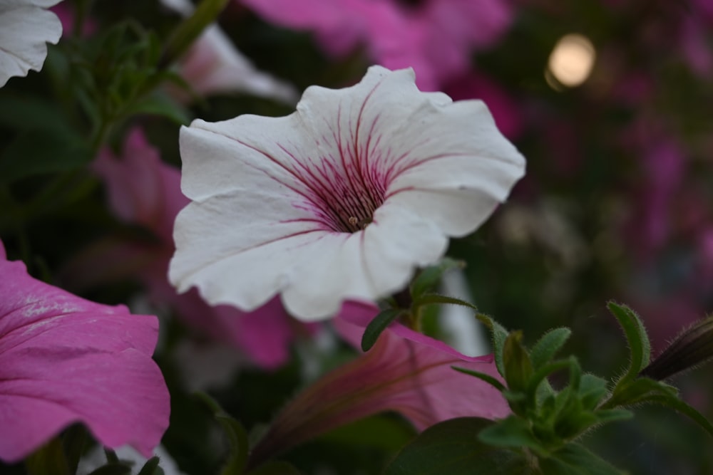 a close up of some pink and white flowers