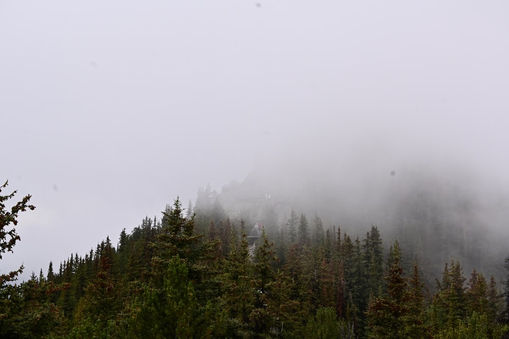 a mountain covered in fog with trees in the foreground