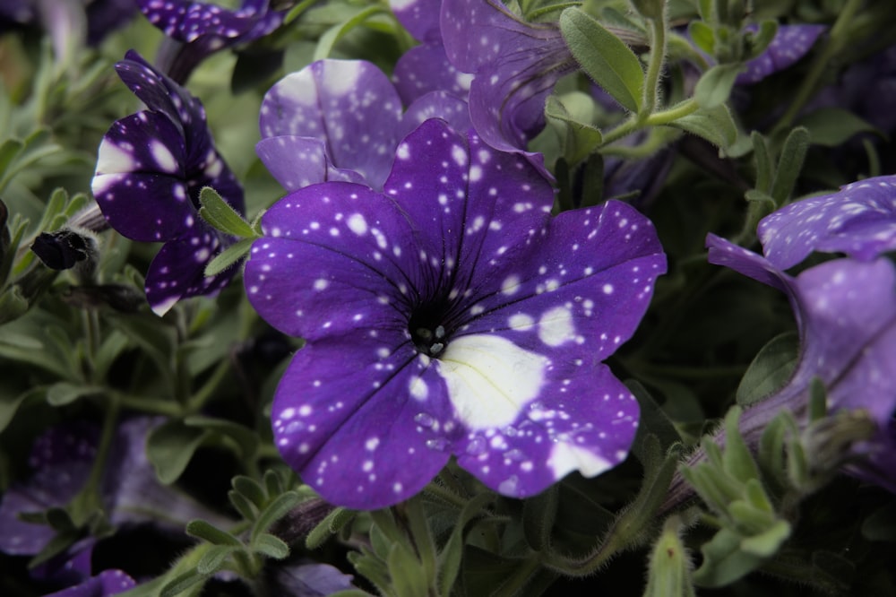 a close up of a purple flower with white spots