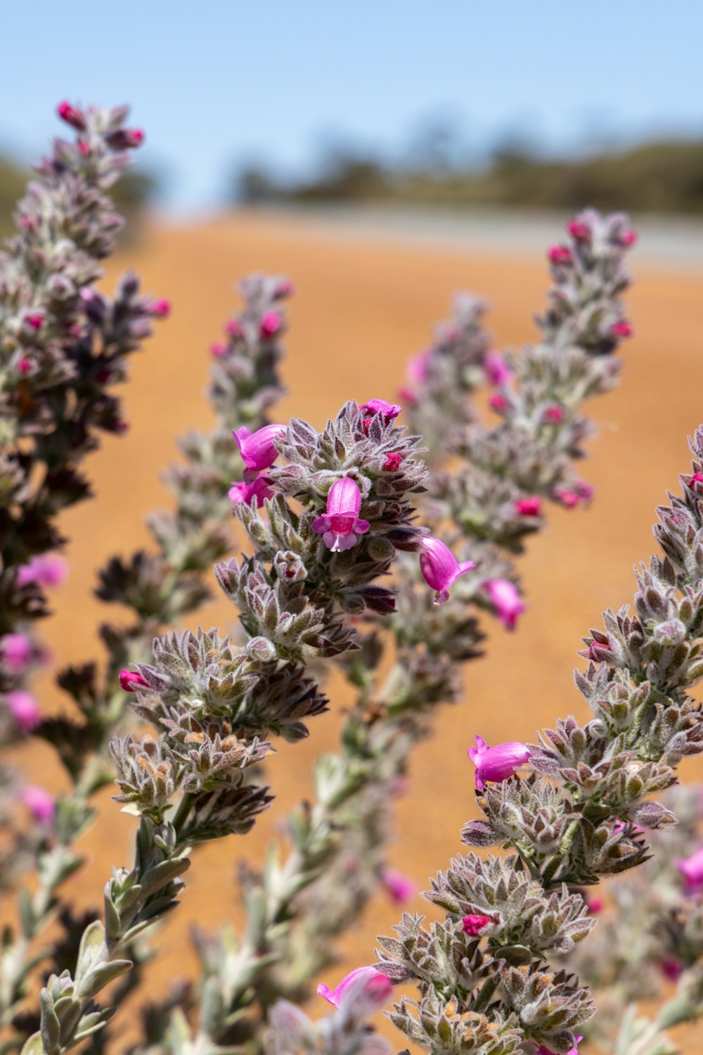 a close up of a plant with purple flowers