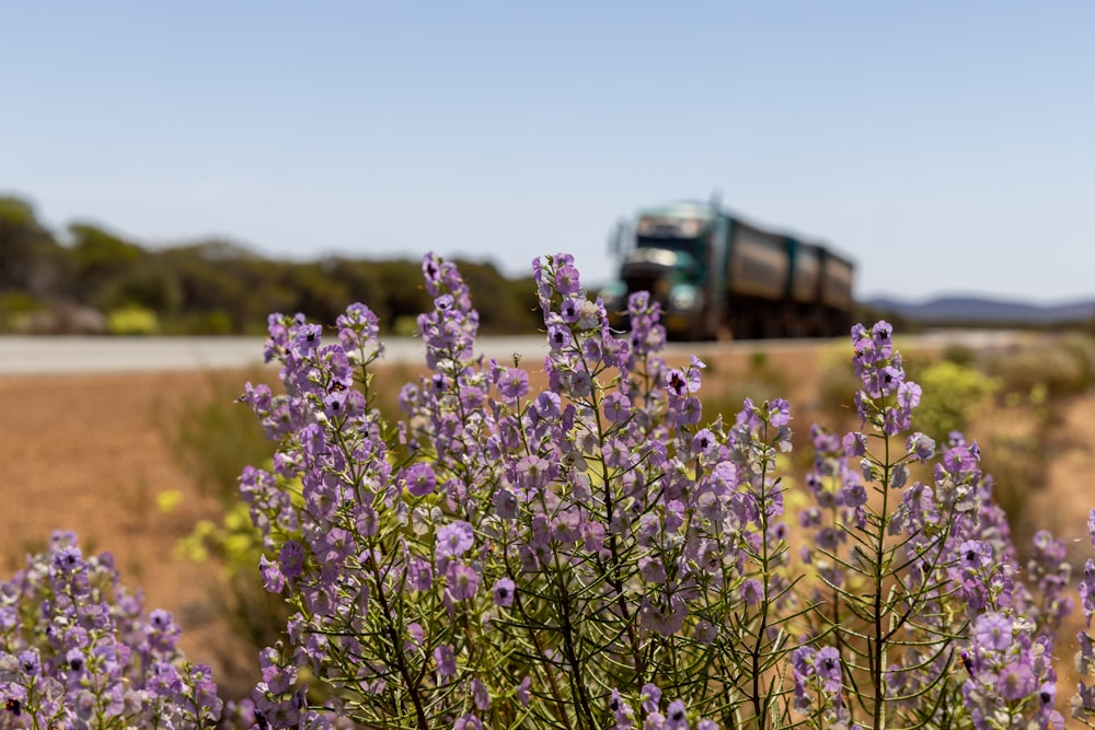 a truck driving down a road next to a field of purple flowers