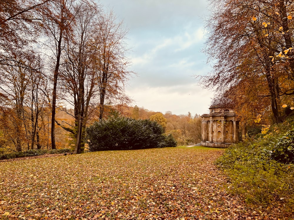 a park with a lot of trees and leaves on the ground